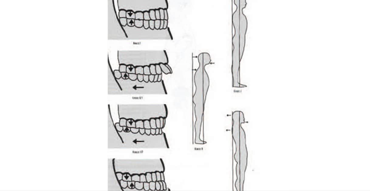 Гнатолог в стоматологии АССА